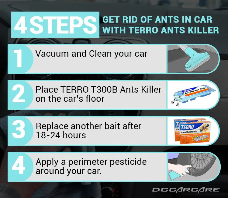 4 steps to get rid of ants in car with terro ants killer