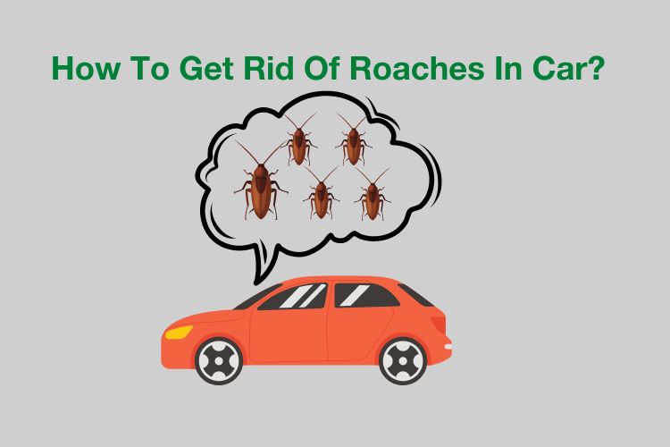 How To Get Rid Of Roaches in Car? (The Best Way)
