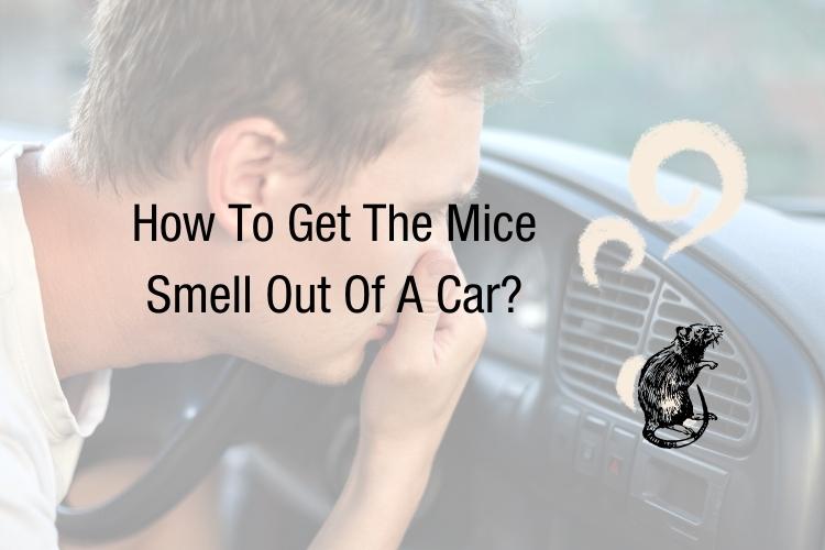 How To Get Dead and Urine Mouse Smell Out Of Car Easily?