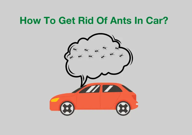 How To Get Rid Of Ants In Car?