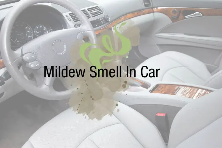 How To Get Mildew Smell Out Of Car